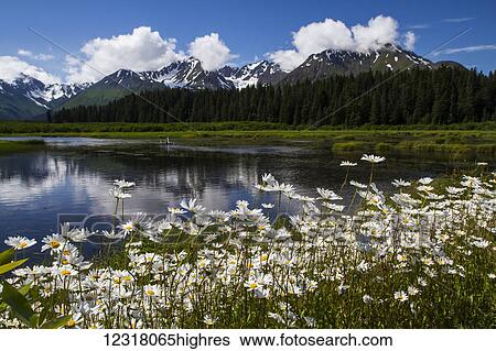 Stock Photograph - Daisies in full bloom next to a marsh and lake along Nash Road near Seward; Alaska, United States of America. Fotosearch