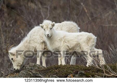 Dall ewe and lamb grazing, Chugach Mountains, south-central Alaska; Alaska, United States of America View Large Photo Image Stock Photograph - Dall ewe and lamb grazing, Chugach Mountains, south-central Alaska; Alaska, United States of America. Fotosearch