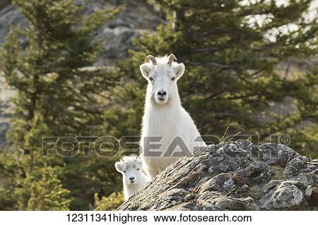 Dall ewe and lamb looking at the camera, Chugach Mountains south of Anchorage, south-central Alaska; Alaska, United States of America View Large Photo Image Stock Photograph - Dall ewe and lamb looking at the camera, Chugach Mountains south of Anchorage, south-central Alaska; Alaska, United States of America. Fotosearch