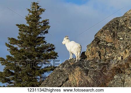 Dall ewe (ovis dalli) on mountainside looking over Turnagain Arm, Chugach Mountains south of Anchorage, south-central Alaska; Alaska, United States of America View Large Photo Image Stock Photograph - Dall ewe (ovis dalli) on mountainside looking over Turnagain Arm, Chugach Mountains south of Anchorage, south-central Alaska; Alaska, United States of America. Fotosearch