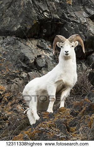 Dall ram (ovis dalli), Chugach Mountains south of Anchorage, South-central Alaska; Alaska, United States of America View Large Photo Image Stock Photograph - Dall ram (ovis dalli), Chugach Mountains south of Anchorage, South-central Alaska; Alaska, United States of America. Fotosearch