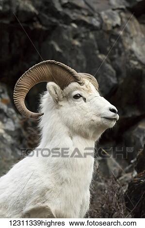 Dall ram (ovis dalli), Chugach Mountains south of Anchorage, South-central Alaska; Alaska, United States of America View Large Photo Image Stock Photograph - Dall ram (ovis dalli), Chugach Mountains south of Anchorage, South-central Alaska; Alaska, United States of America. Fotosearch