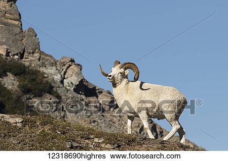 Dall ram (ovis dalli) climbing a rugged mountainside, Denali National Park and Preserve; Alaska, United States of America View Large Photo Image Stock Photograph - Dall ram (ovis dalli) climbing a rugged mountainside, Denali National Park and Preserve; Alaska, United States of America. Fotosearch