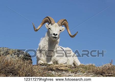 Dall ram (ovis dalli), Denali National Park and Preserve, Central Alaska; Alaska, United States of America View Large Photo Image Stock Photograph - Dall ram (ovis dalli), Denali National Park and Preserve, Central Alaska; Alaska, United States of America. Fotosearch