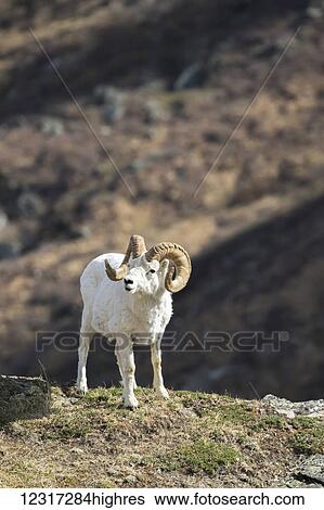 Dall ram (ovis dalli), Denali National Park and Preserve, central Alaska; Alaska, United States of America View Large Photo Image Stock Photograph - Dall ram (ovis dalli), Denali National Park and Preserve, central Alaska; Alaska, United States of America. Fotosearch