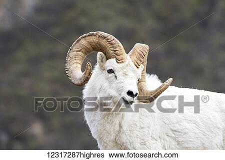 Stock Photograph - Dall ram (ovis dalli), Denali National Park and Preserve, central Alaska; Alaska, United States of America. Fotosearch