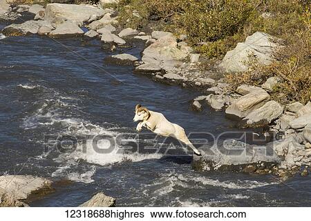 Stock Photograph - Dall ram (ovis dalli) makes a long jump across the Savage River in late summer, Denali National Park and Preserve; Alaska, United States of America. Fotosearch