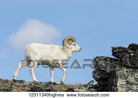 Dall ram (ovis dalli) walking in Denali National Park and Preserve, interior Alaska; Alaska, United States of America View Large Photo Image Stock Photograph - Dall ram (ovis dalli) walking in Denali National Park and Preserve, interior Alaska; Alaska, United States of America. Fotosearch