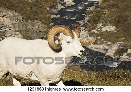 Dall ram (ovis dalli) with the Savage River in the background, Denali National Park and Preserve; Alaska, United States of America View Large Photo Image Stock Photograph - Dall ram (ovis dalli) with the Savage River in the background, Denali National Park and Preserve; Alaska, United States of America. Fotosearch