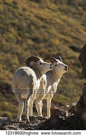 Dall rams (ovis dalli) on a rugged mountainside, Denali National Park and Preserve; Alaska, United States of America View Large Photo Image Stock Photograph - Dall rams (ovis dalli) on a rugged mountainside, Denali National Park and Preserve; Alaska, United States of America. Fotosearch
