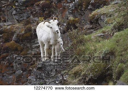 Dall sheep ewe and lamb. Denali National Park & Preserve in Interior Alaska in Spring. Polychrome Pass area of the Park. View Large Photo Image Stock Image - Dall sheep ewe and lamb. Denali National Park & Preserve in Interior Alaska in Spring. Polychrome Pass area of the Park. . Fotosearch