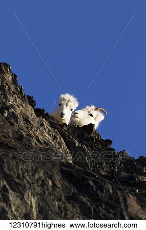 Stock Photograph - Dall sheep (ovis dalli) ewe and lamb cuddle together on a rocky ledge next to the Seward Highway near Mile 105, South-central Alaska; Alaska, United States of America. Fotosearch