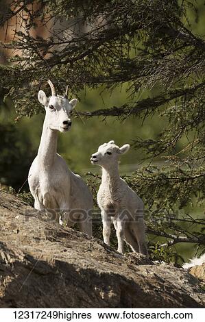 Stock Photograph - Dall sheep (ovis dalli) ewe and lamb South of Anchorage near Windy Point at Mile 106 Seward Highway; Alaska, United States of America. Fotosearch