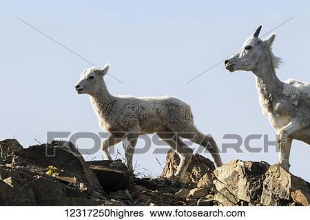 Dall sheep (ovis dalli) ewe and lamb South of Anchorage near Windy Point at Mile 106 Seward Highway; Alaska, United States of America View Large Photo Image Stock Photograph - Dall sheep (ovis dalli) ewe and lamb South of Anchorage near Windy Point at Mile 106 Seward Highway; Alaska, United States of America. Fotosearch