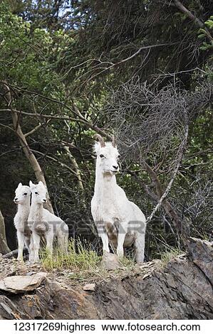 Stock Photograph - Dall sheep (ovis dalli) ewe and lambs, South of Anchorage near Windy Point at mile 106 Seward Highway; Alaska, United States of America. Fotosearch