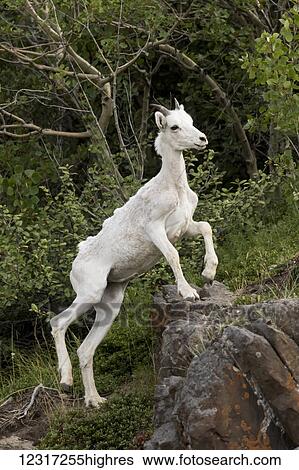 Dall sheep (ovis dalli) ewe climbing rocks, South of Anchorage near Windy Point at mile 106 Seward Highway; Alaska, United States of America View Large Photo Image Stock Photograph - Dall sheep (ovis dalli) ewe climbing rocks, South of Anchorage near Windy Point at mile 106 Seward Highway; Alaska, United States of America. Fotosearch