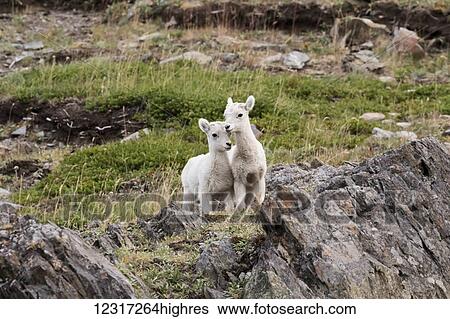 Dall sheep (ovis dalli) lambs playing together, South of Anchorage near Windy Point at mile 106 Seward Highway; Alaska, United States of America View Large Photo Image Stock Photograph - Dall sheep (ovis dalli) lambs playing together, South of Anchorage near Windy Point at mile 106 Seward Highway; Alaska, United States of America. Fotosearch