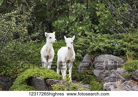 Dall sheep (ovis dalli) lambs standing together, South of Anchorage near Windy Point at mile 106 Seward Highway; Alaska, United States of America View Large Photo Image Stock Photograph - Dall sheep (ovis dalli) lambs standing together, South of Anchorage near Windy Point at mile 106 Seward Highway; Alaska, United States of America. Fotosearch