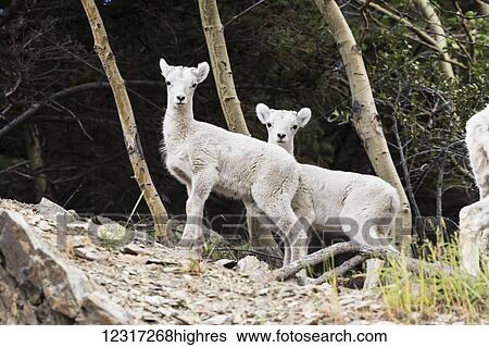 Stock Photograph - Dall sheep (ovis dalli) lambs together to play, South of Anchorage near Windy Point at mile 106 Seward Highway; Alaska, United States of America. Fotosearch