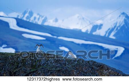 Stock Photograph - Dall Sheep (ovis dalli) resting atop a ridgetop at Polychrome Pass in Denali National Park and Preserve; Alaska, United States of America. Fotosearch