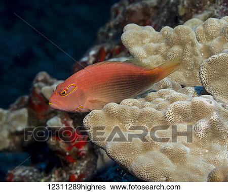 Dark pattern Arc-eye Hawkfish (Paracirrhites arcatus) resting on mound coral (Porites lutea) that was photographed while scuba diving the Kona coast; Kona, Island of Hawaii, Hawaii, United States of America View Large Photo Image Stock Photograph - Dark pattern Arc-eye Hawkfish (Paracirrhites arcatus) resting on mound coral (Porites lutea) that was photographed while scuba diving the Kona coast; Kona, Island of Hawaii, Hawaii, United States of America. Fotosearch