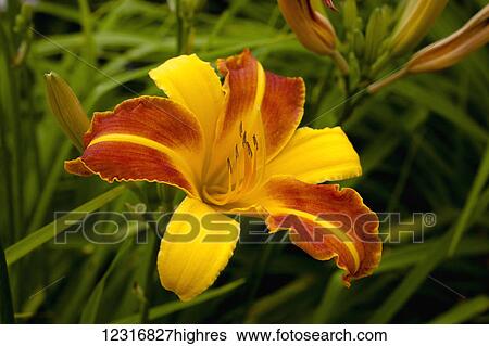 Stock Photograph - Daylily (Hemerocallis); Sutton, Quebec, Canada. Fotosearch