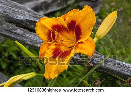 Stock Photograph - Daylily (Hemerocallis); Sutton, Quebec, Canada. Fotosearch