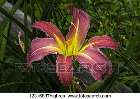 Stock Photograph - Daylily (Hemerocallis); Sutton, Quebec, Canada. Fotosearch