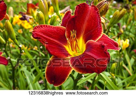 Stock Photograph - Daylily (Hemerocallis); Sutton, Quebec, Canada. Fotosearch