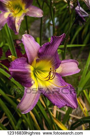 Stock Photograph - Daylily (Hemerocallis); Sutton, Quebec, Canada. Fotosearch
