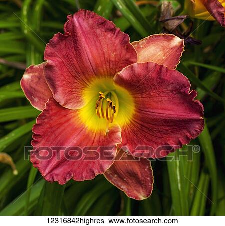 Stock Photograph - Daylily (Hemerocallis); Sutton, Quebec, Canada. Fotosearch