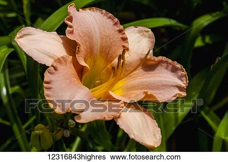 Stock Photograph - Daylily (Hemerocallis); Sutton, Quebec, Canada. Fotosearch