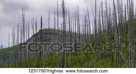 Stock Photograph - Dead trees in an old forested area with new growth underneath, Glacier National park; West Glacier, Montana, United States of America. Fotosearch