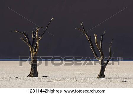 Stock Photograph - Dead trees in the area known as the Deadvlei which is deep within the confines of Sossusvlei; Namibia. Fotosearch