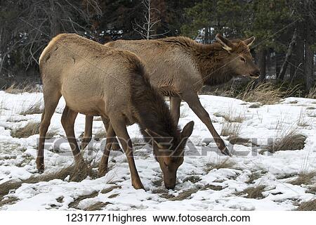 Stock Photograph - Deer grazing through the snow in winter; Jasper, Alberta, Canada. Fotosearch