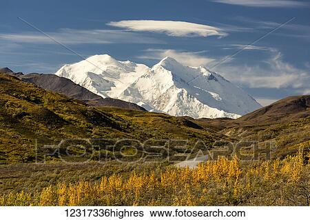 Denali (formerly Mount McKinley) looms large in the distance in autumn, Denali National Park and Preserve, interior Alaska; Alaska, United States of America View Large Photo Image Stock Photograph - Denali (formerly Mount McKinley) looms large in the distance in autumn, Denali National Park and Preserve, interior Alaska; Alaska, United States of America. Fotosearch