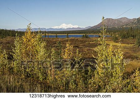 Stock Photograph - Denali, viewed from south of Cantwell, Alaska from the Parks Highway, interior Alaska; Alaska, United States of America. Fotosearch