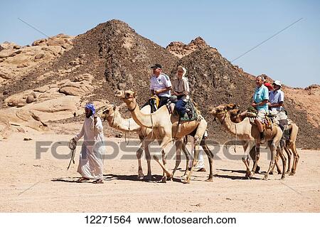 Picture - Desert camel ride, South Sinai; Sharm el-Sheikh, Egypt. Fotosearch