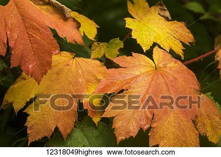 Stock Photograph - Devils Club (Oplopanax horridus) begins to turn autumn colors in mid-summer, South-central Alaska; Anchorage, Alaska, United States of America. Fotosearch
