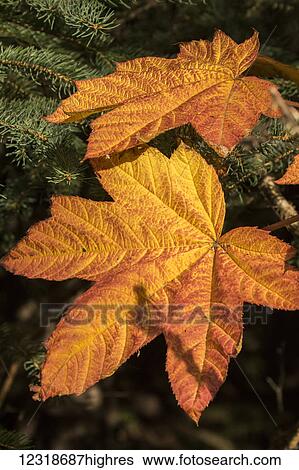 Stock Photograph - Devil's Club (Oplopanax horridus) leaves changing color in mid-August; Anchorage, Alaska, United States of America. Fotosearch