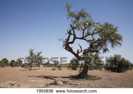 Stock Photograph - Djenne-Djeno Archaeological Site, Mali. Fotosearch