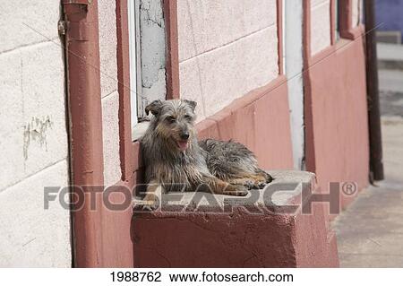 Stock Image - Dog By His Home On Cerro Los Placeres, Valparaiso, Valparaiso Region, Chile. Fotosearch