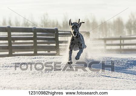Stock Photograph - Dog running in the snow; Cremona, Alberta, Canada. Fotosearch