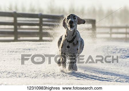 Stock Photograph - Dog running in the snow; Cremona, Alberta, Canada. Fotosearch