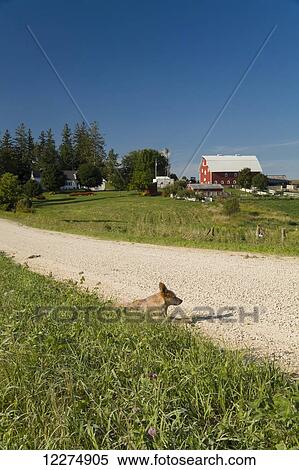 Dog sitting on a rural gravel road with a farm in the background, near Edgewood; Iowa, United States of America View Large Photo Image Stock Photography - Dog sitting on a rural gravel road with a farm in the background, near Edgewood; Iowa, United States of America. Fotosearch