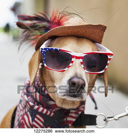 Dog wearing American flag sunglasses, American flag bandana around neck, and an old straw hat on his head, looking at camera; Florida, United States of America View Large Photo Image Stock Photograph - Dog wearing American flag sunglasses, American flag bandana around neck, and an old straw hat on his head, looking at camera; Florida, United States of America. Fotosearch