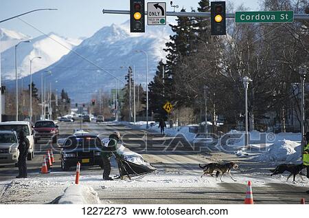Dogs teams run through the city for the 2011 Fur Rondy World Championship Sled Dog Races in Anchorage, Alaska View Large Photo Image Stock Image - Dogs teams run through the city for the 2011 Fur Rondy World Championship Sled Dog Races in Anchorage, Alaska. Fotosearch