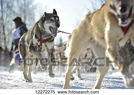 Stock Photography - Dogs teams run through the city for the 2011 Fur Rondy World Championship Sled Dog Races in Anchorage, Alaska. Fotosearch