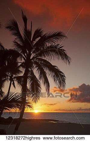 Stock Photograph - Dramatic sky at sunset with a silhouetted palm tree on a tropical island; Hawaii, United States of America. Fotosearch