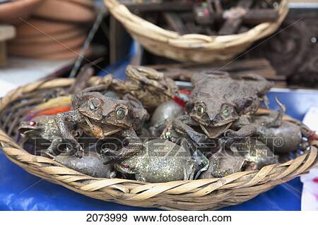 Dried Frogs Sprinkled With Gold Dust (A Good Luck Charm) For Sale At The Mercado De Las Brujas (Witches' Market) On Calle Linares In La Paz., La Paz Department, Bolivia View Large Photo Image Stock Photo - Dried Frogs Sprinkled With Gold Dust (A Good Luck Charm) For Sale At The Mercado De Las Brujas (Witches' Market) On Calle Linares In La Paz., La Paz Department, Bolivia. Fotosearch